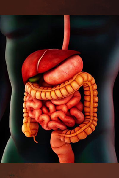 Human digestive system — areas of special interest